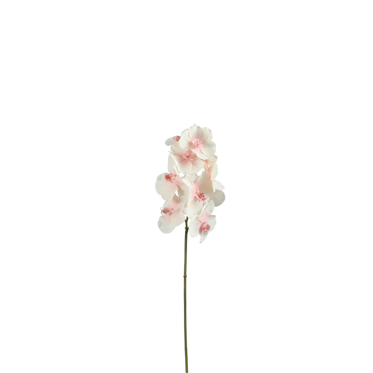 Tige d'Orchidée Bandailan - Image 4