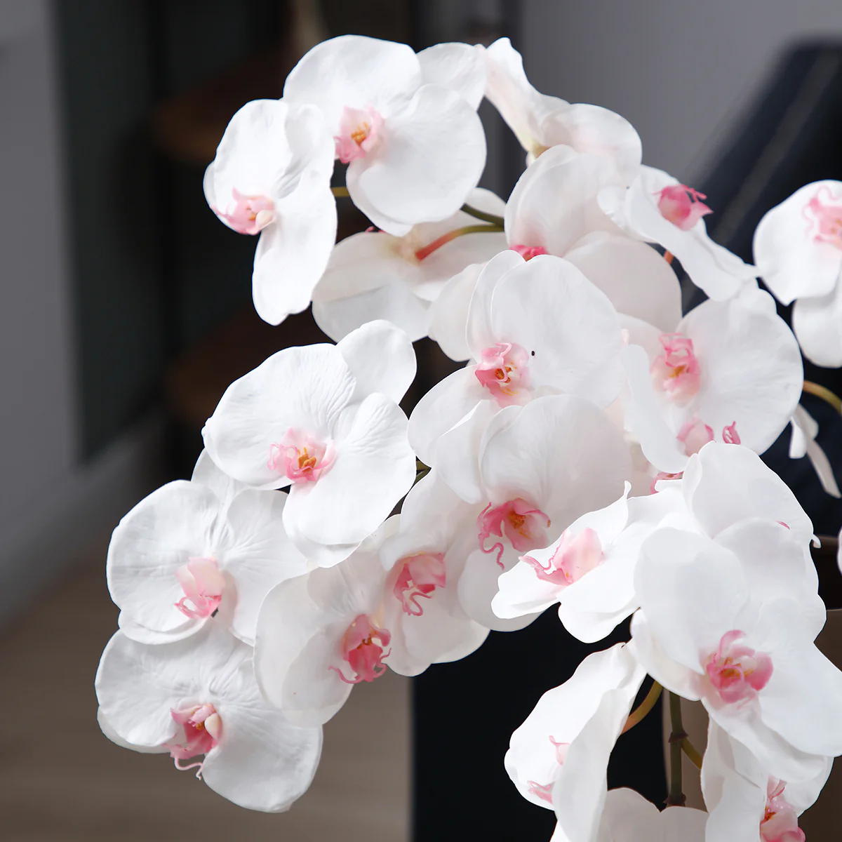 Tige d'Orchidée Bandailan - Image 3