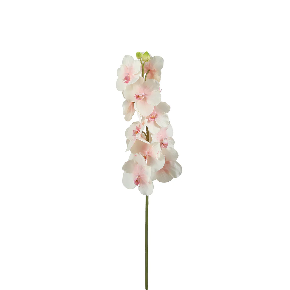 Tige d'Orchidée Bandailan - Image 4