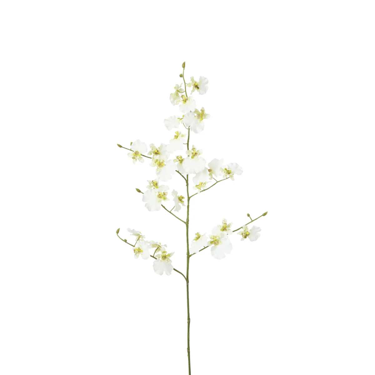 Tige d'Orchidée Oncidium - Image 3