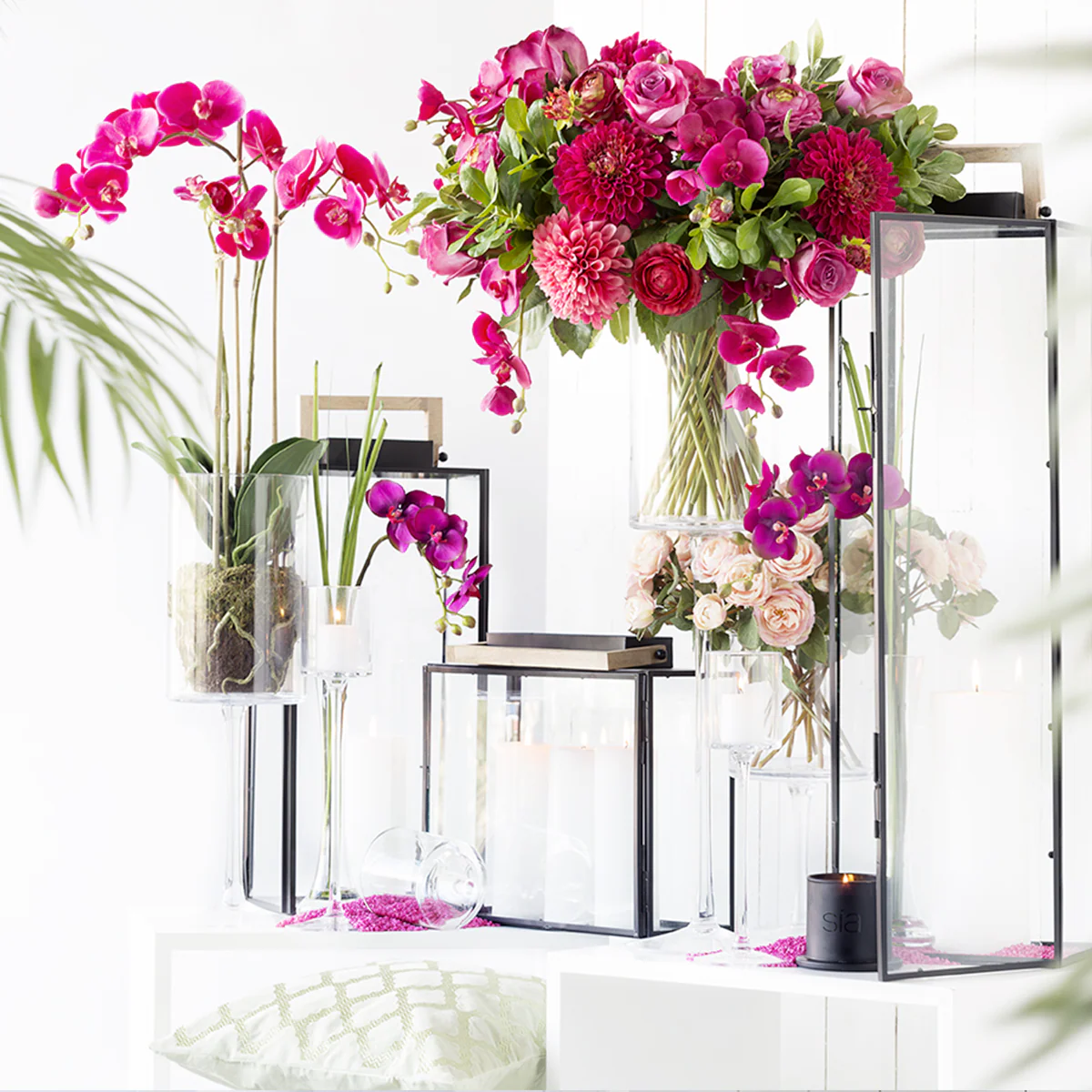 Tige d'Orchidée Phalaenopsis Forever - Image 8