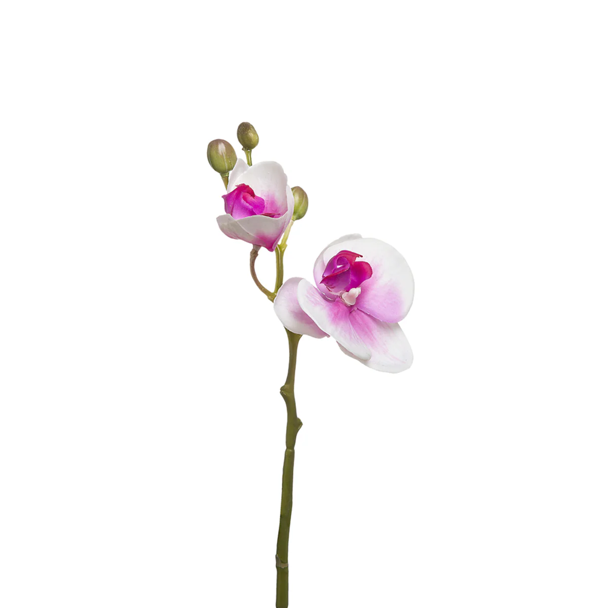 Tige d'Orchidée Phalaenopsis Forever - Image 3
