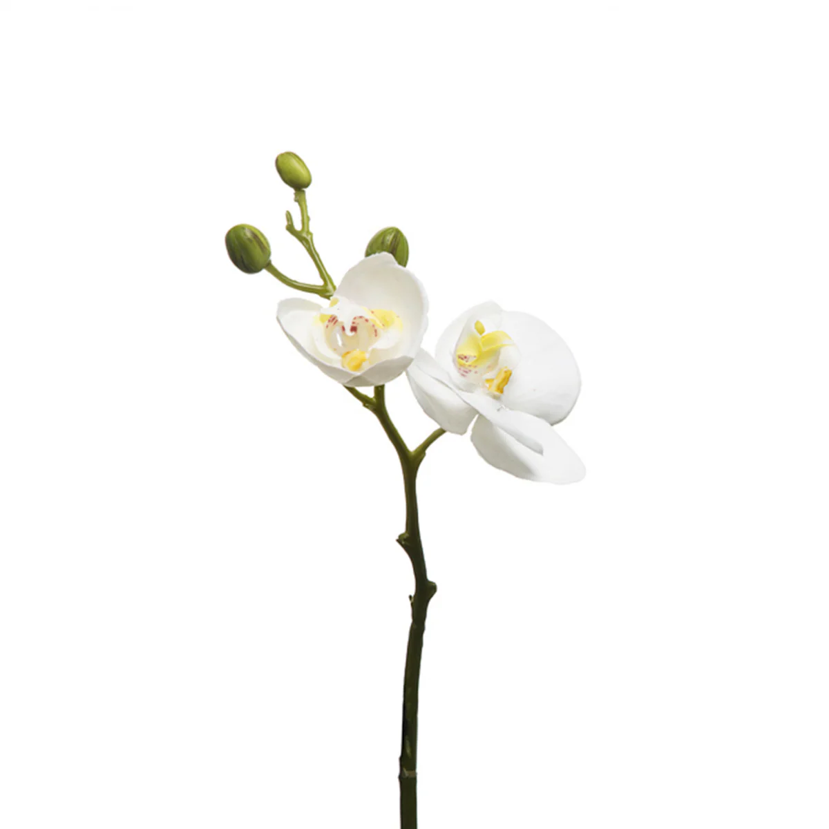 Tige d'Orchidée Phalaenopsis Forever - Image 4