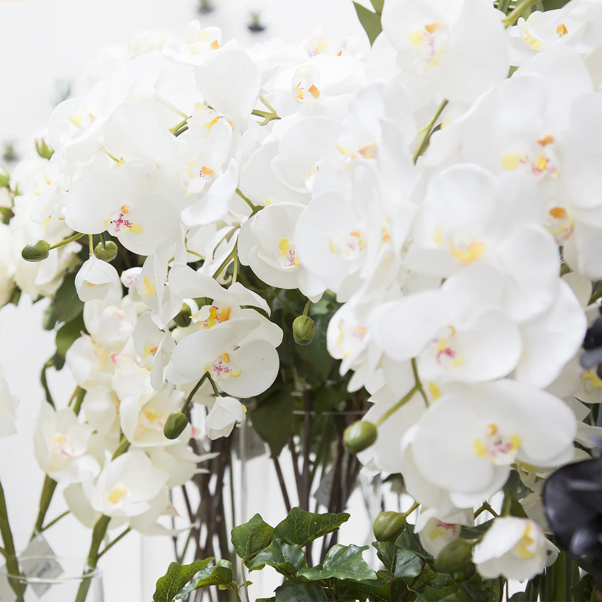 Tige d'Orchidée Phalaenopsis Forever - Image 5