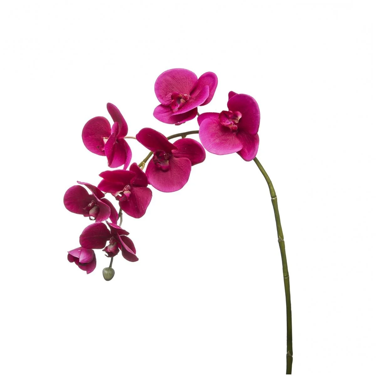 Tige d'Orchidée Phalaenopsis Forever - Image 6