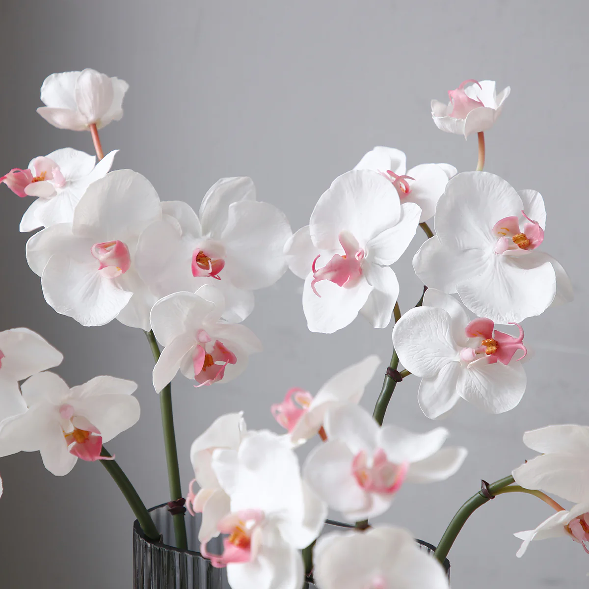 Tige d'Orchidée Phalaenopsis - Image 3