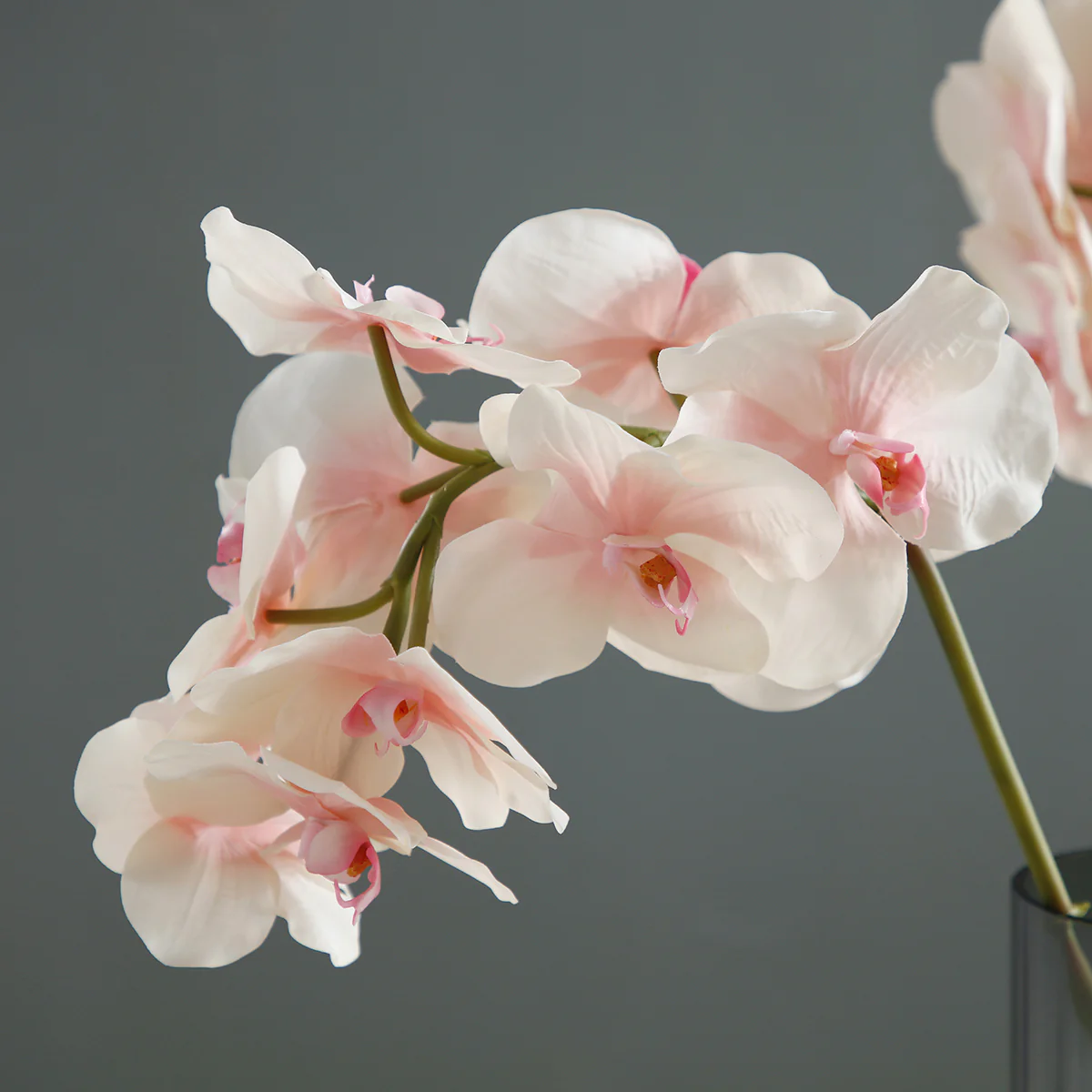 Tige d'Orchidée Phalaenopsis - Image 7