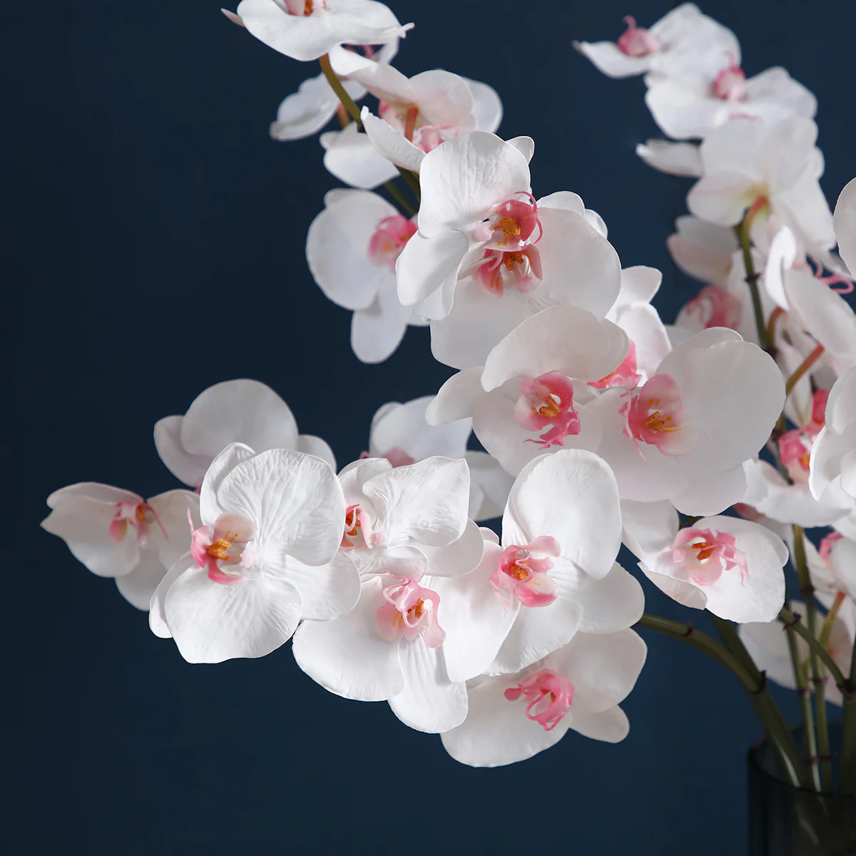 Tige d'Orchidée Phalaenopsis - Image 4