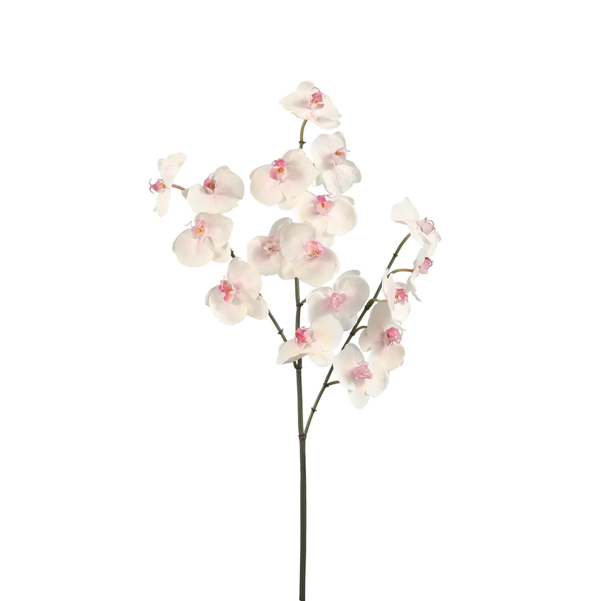 Tige d'Orchidée Phalaenopsis - Image 5