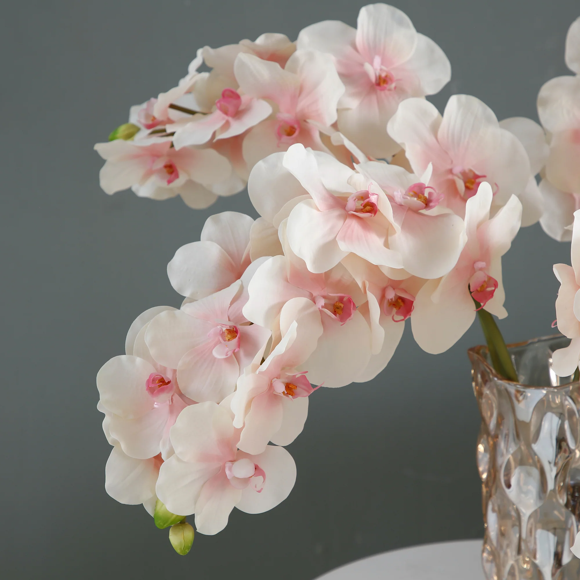 Tige d'Orchidée Phalaenopsis - Image 7