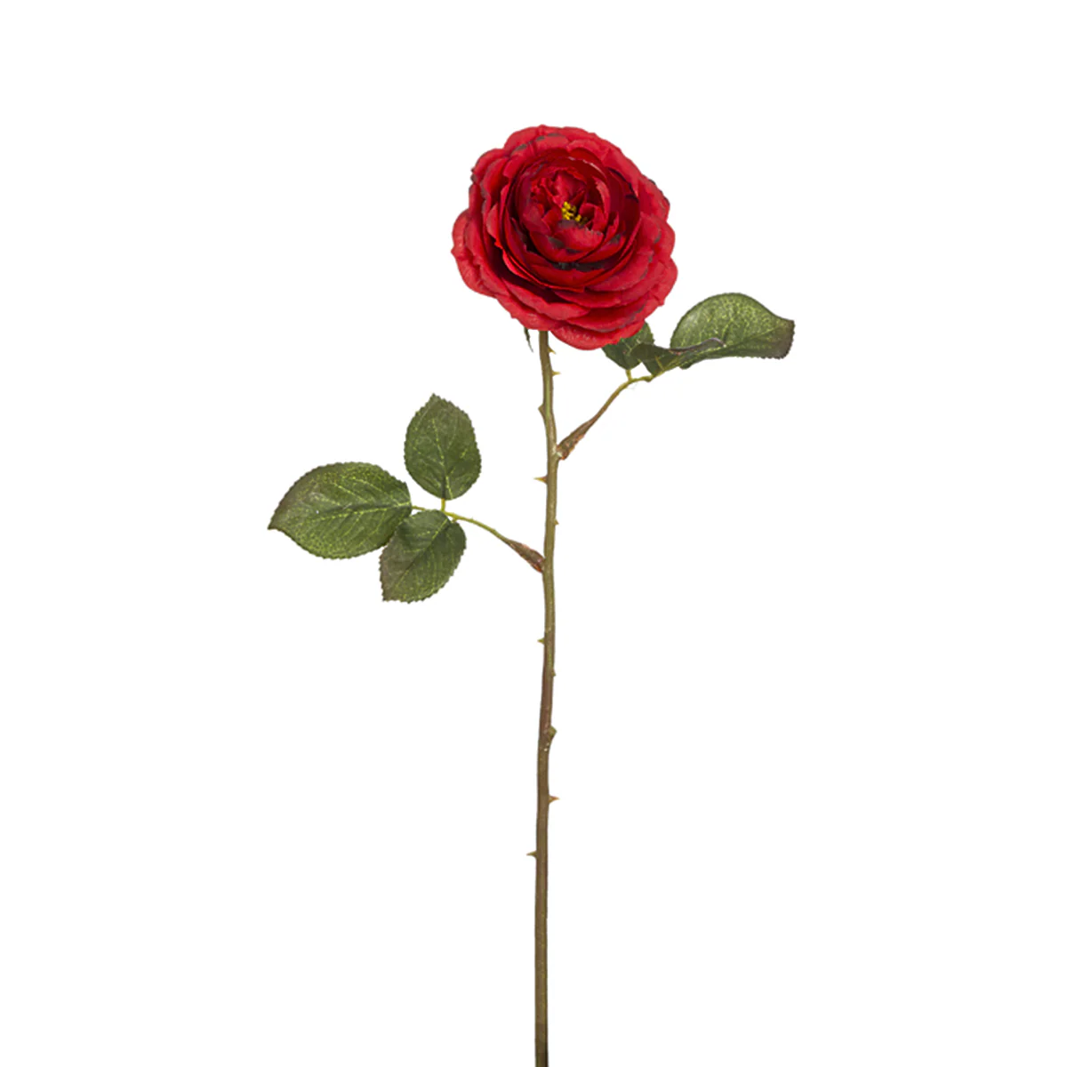 Tige de Rose Tea - Image 4