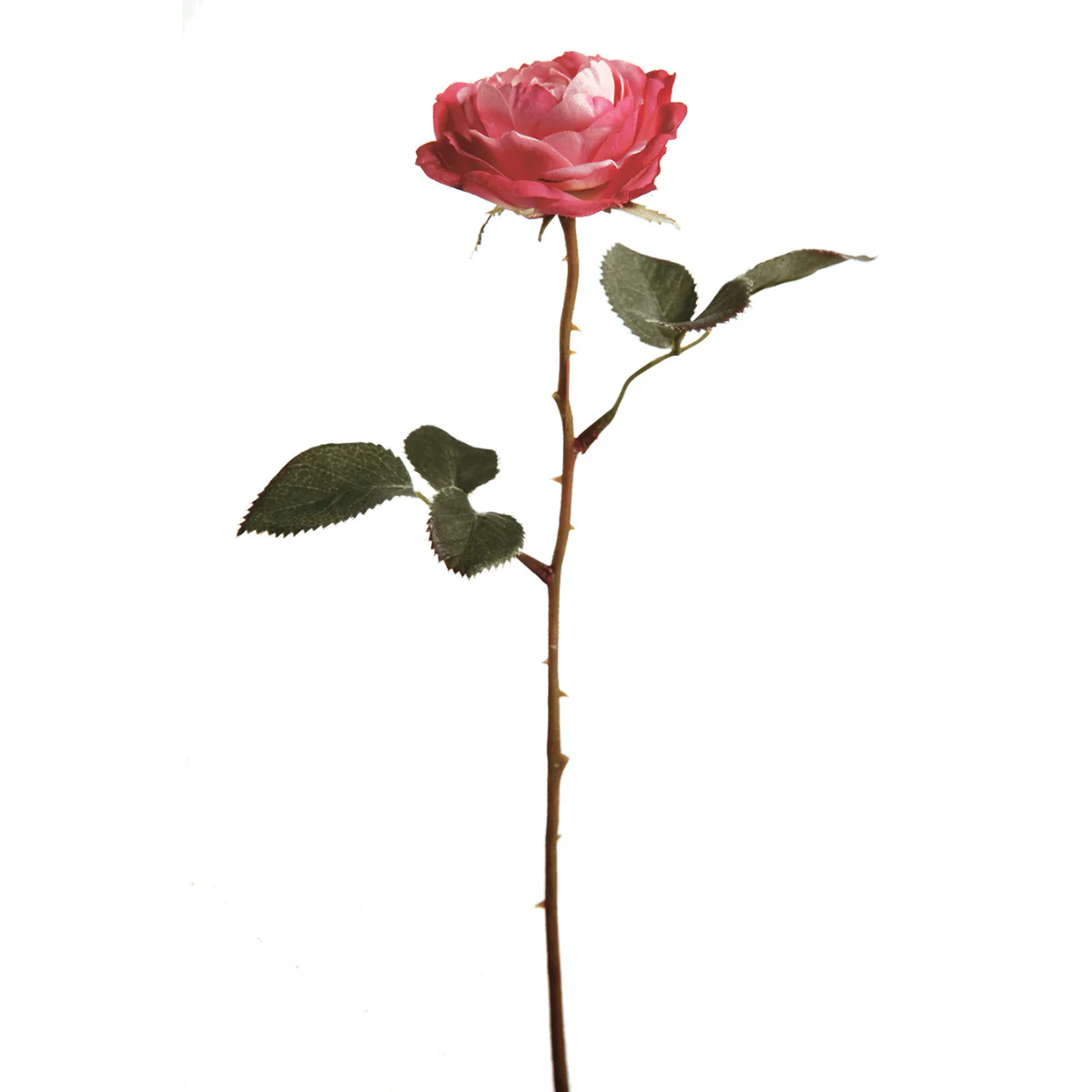 Tige de Rose Tea - Image 6
