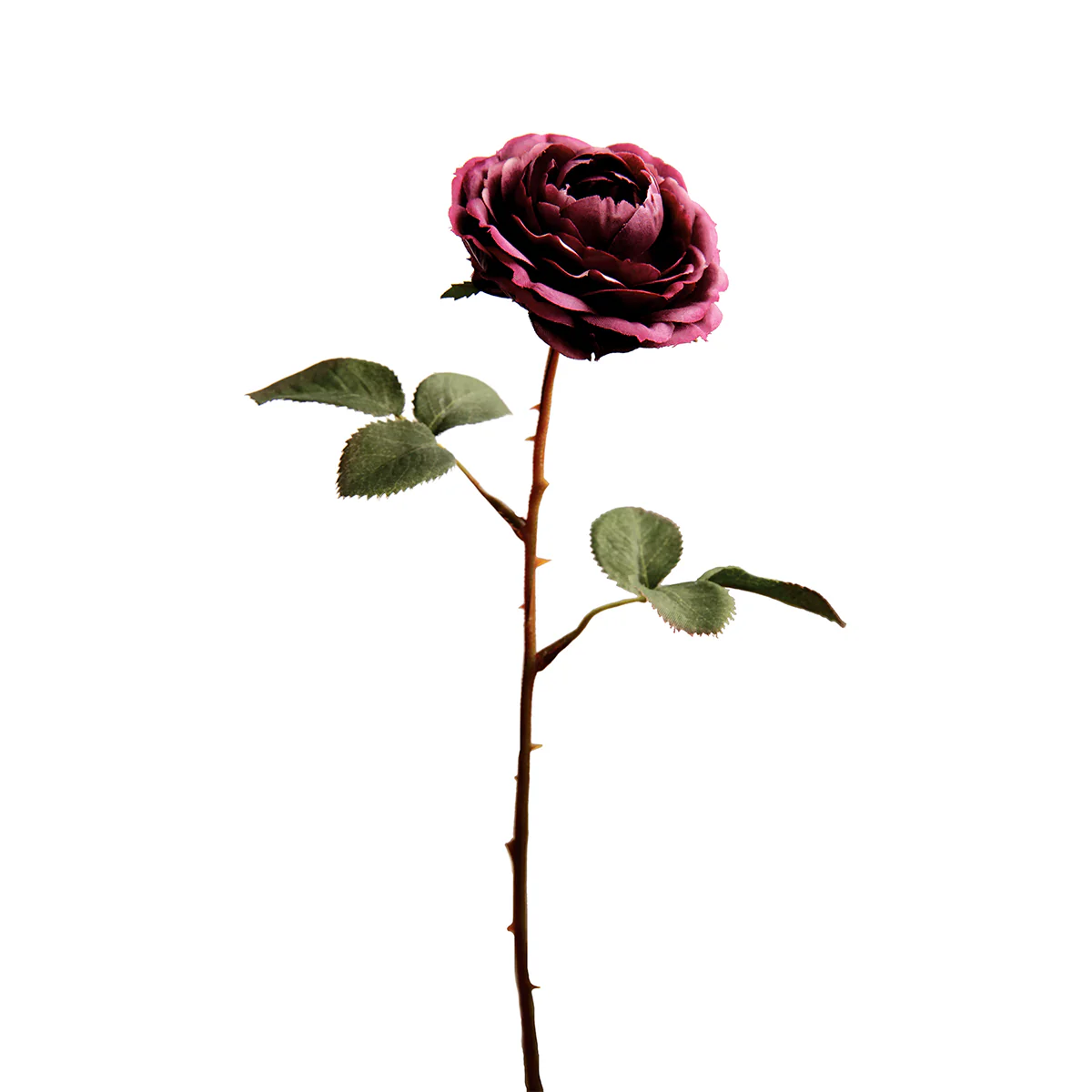 Tige de Rose Tea - Image 8
