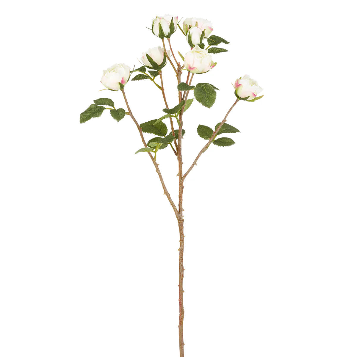 Tige de Roses Tea - Image 3