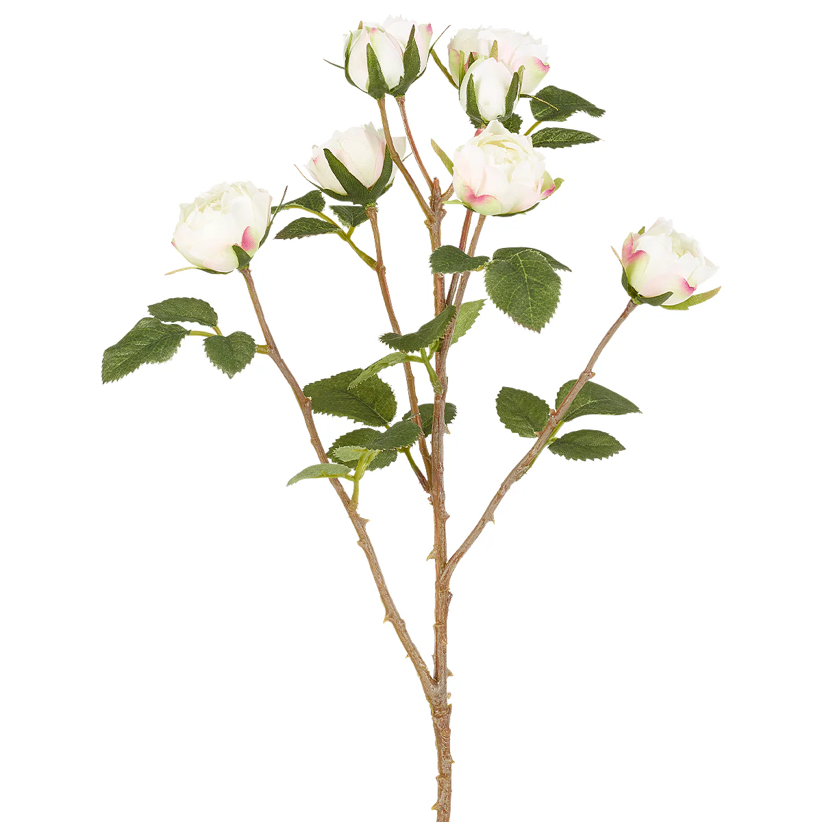 Tige de Roses Tea - Image 4