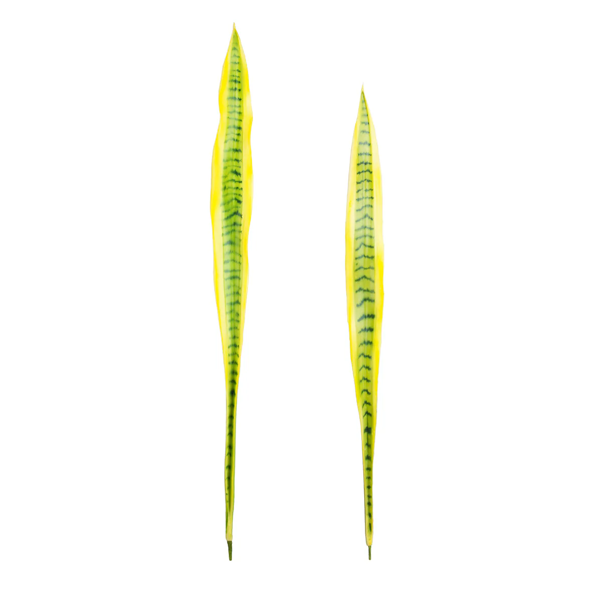 Feuilles de Sansevieria - Image 3
