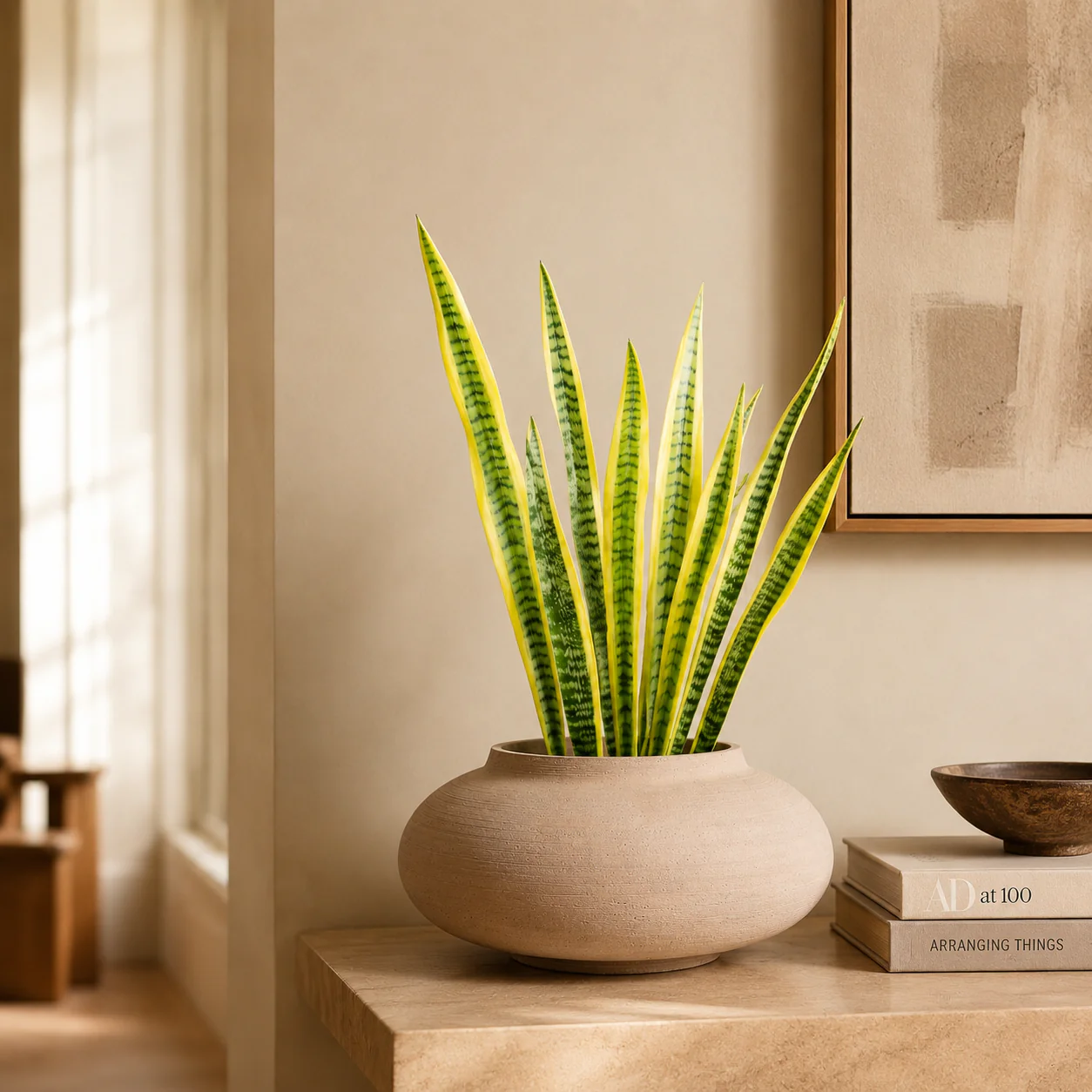 Feuilles de Sansevieria - Image 4