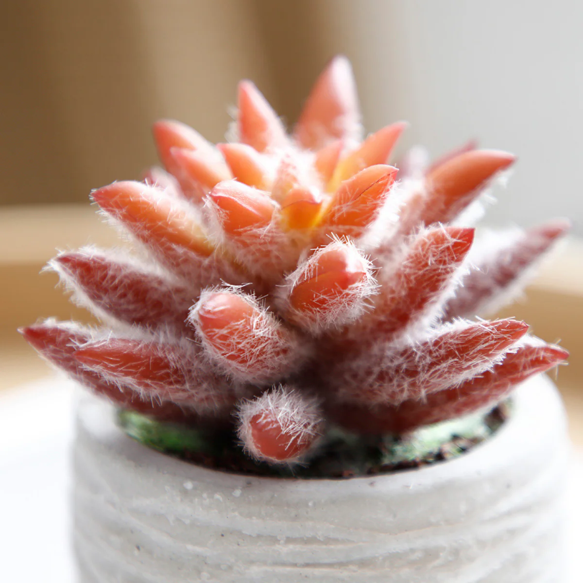 Succulentes en pot - Image 10