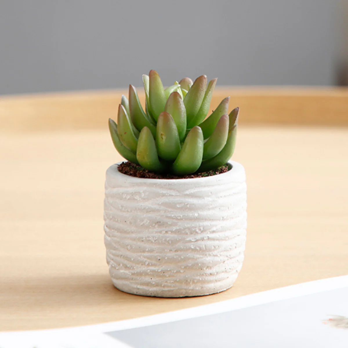 Succulentes en pot - Image 5