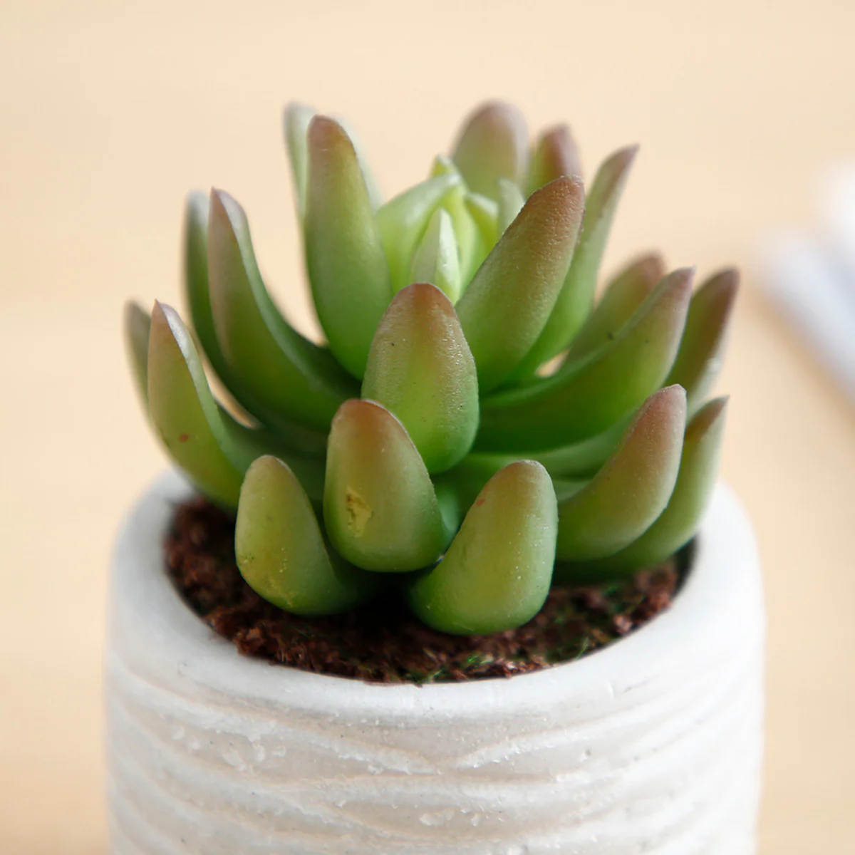 Succulentes en pot - Image 6