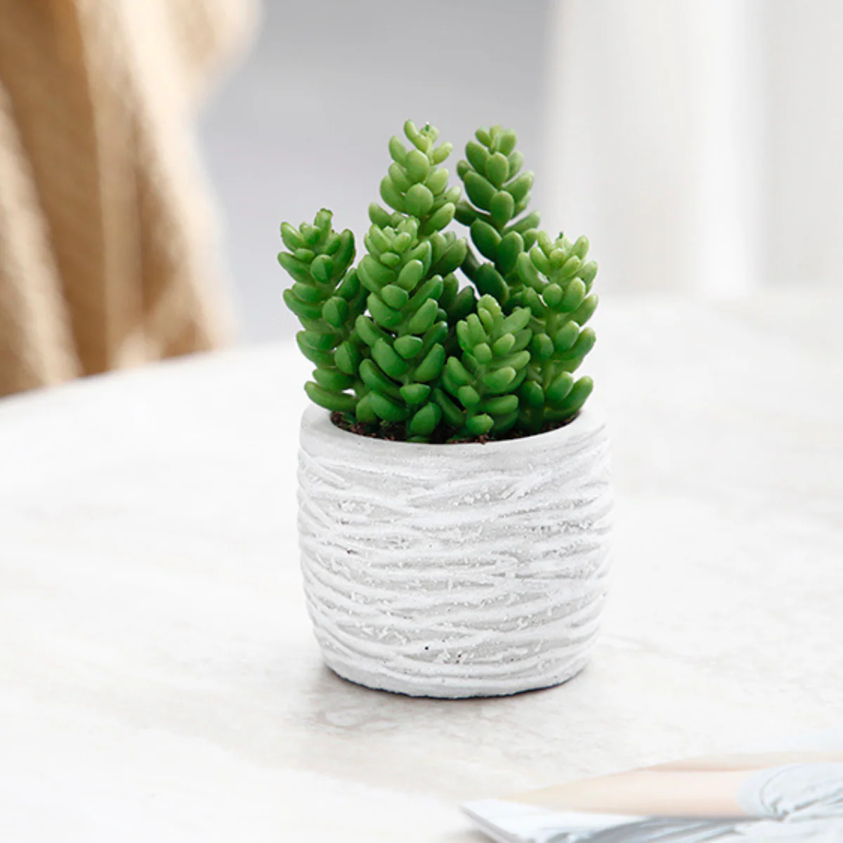 Succulentes en pot - Image 7