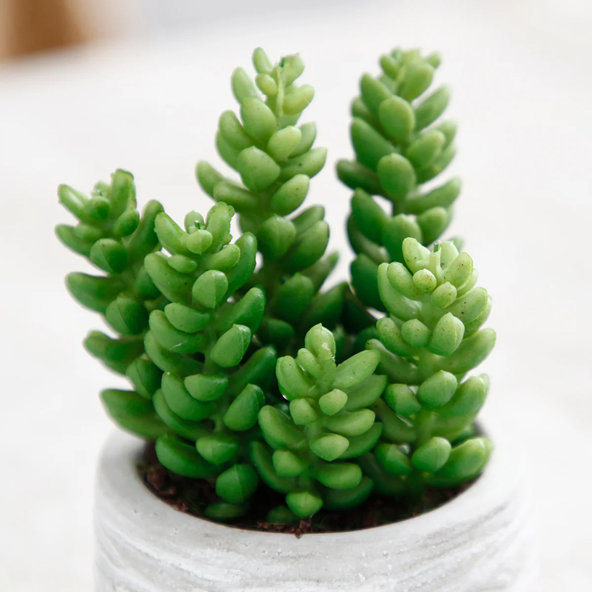 Succulentes en pot - Image 8