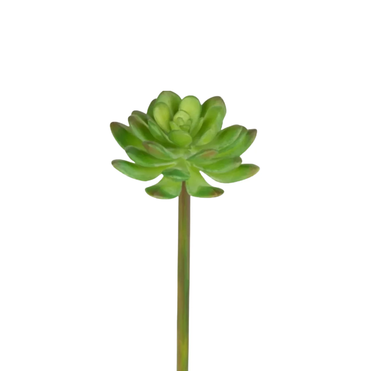 Feuillage Echeveria Ă piquer