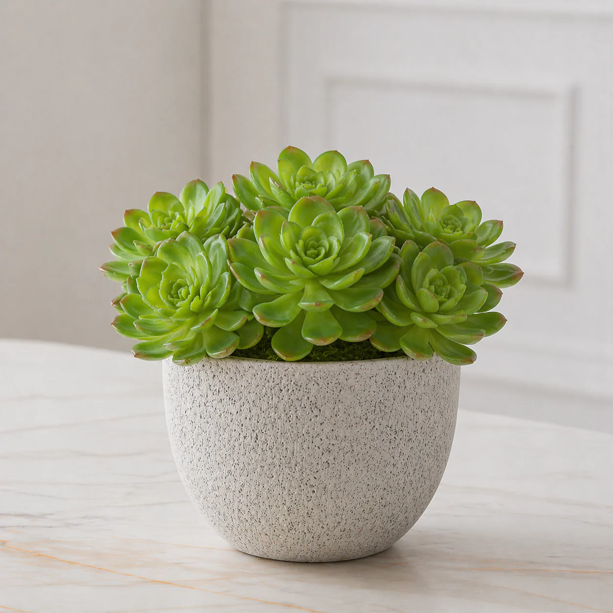 Feuillage Echeveria Ă piquer - Image 2