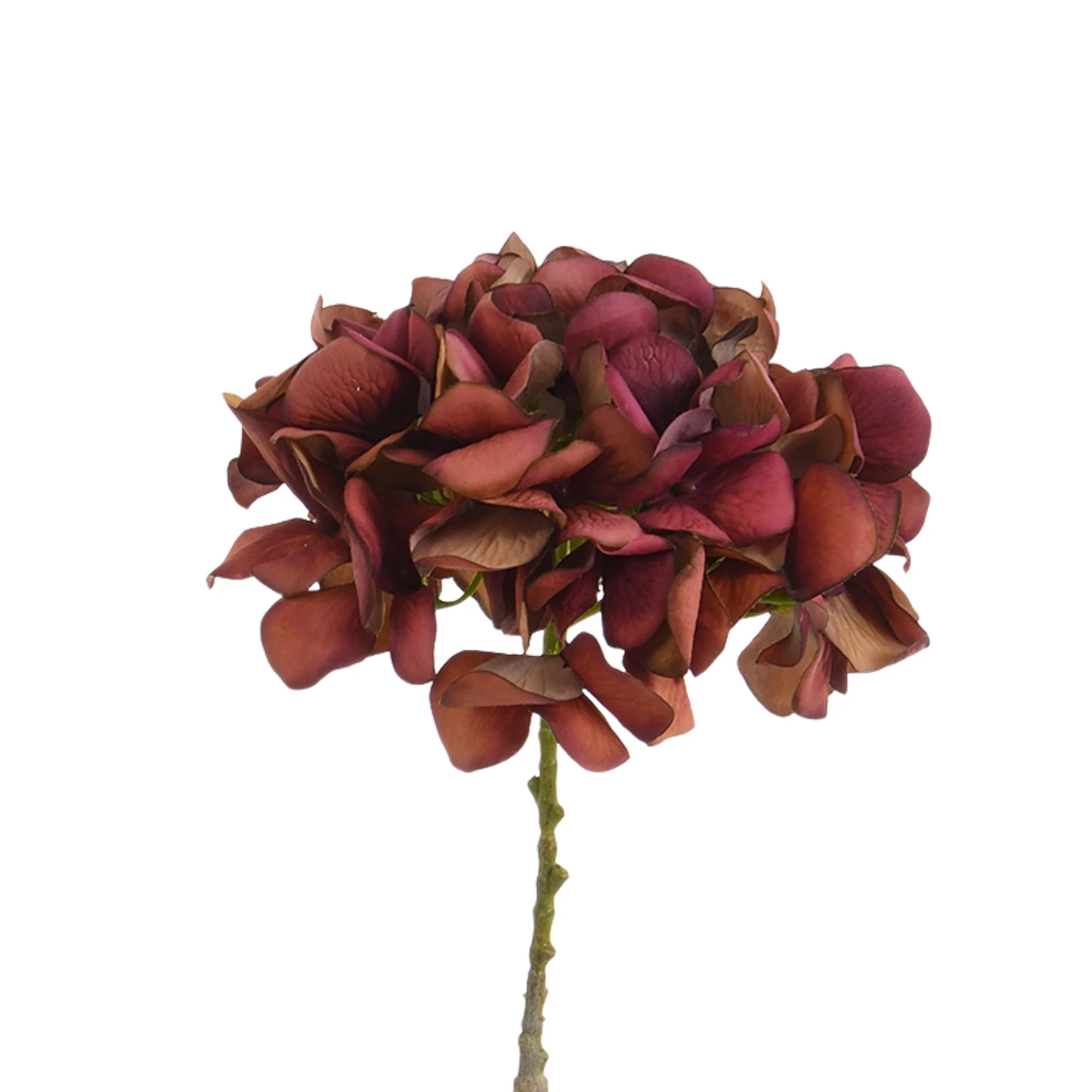 Tige d’Hortensia 63 cm - Image 26