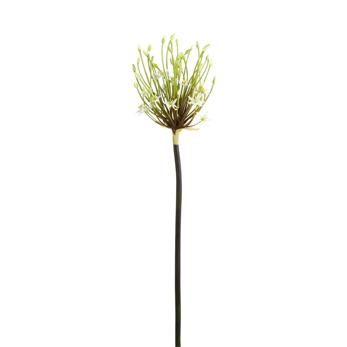 Tige d'Allium Spider