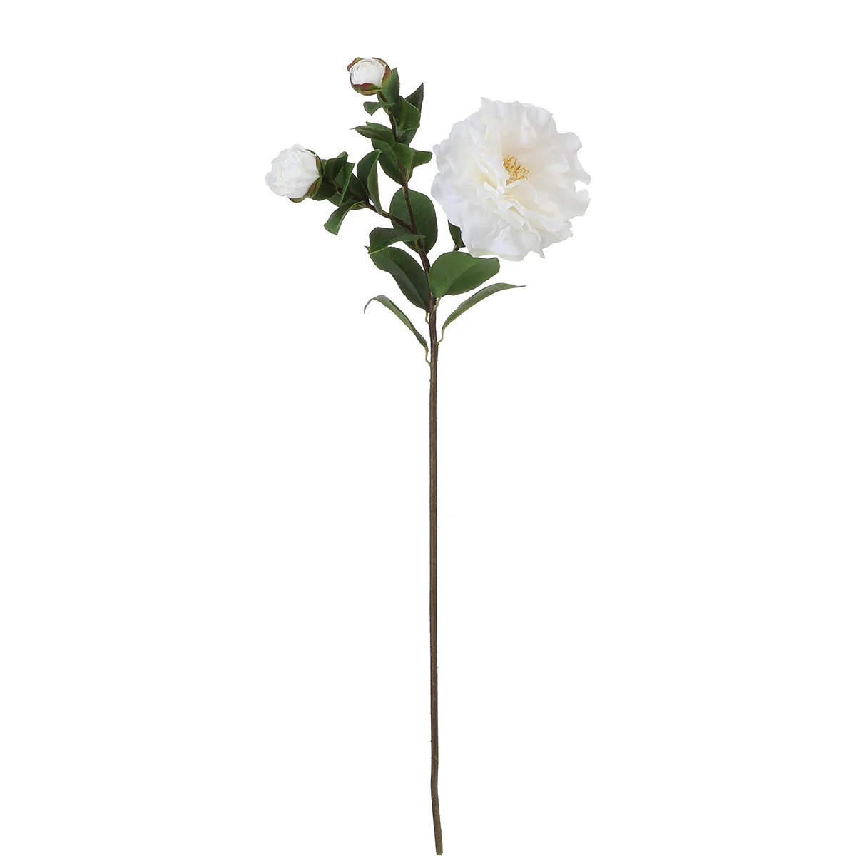 Tige de Camélia - Image 4