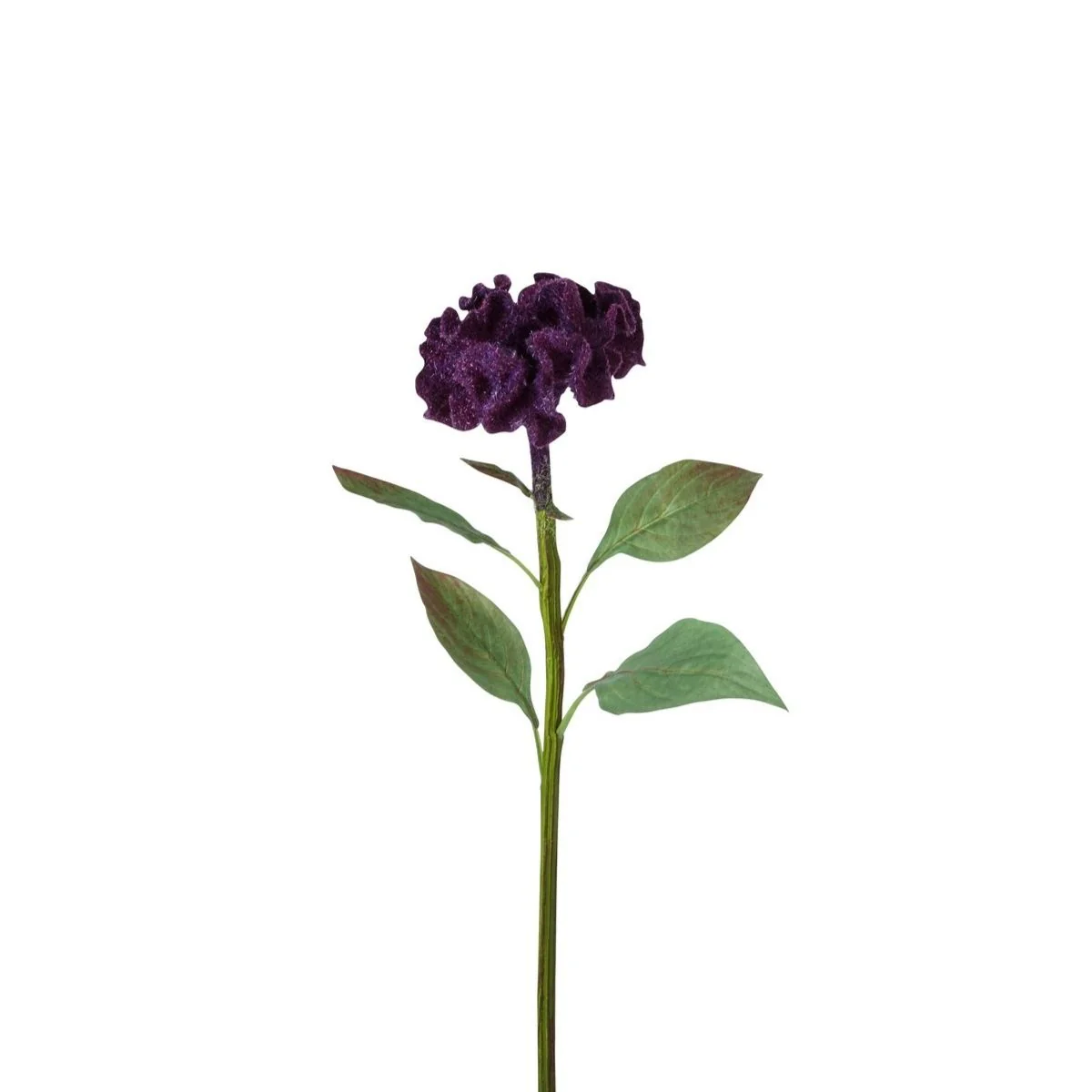 Tige de Celosia - Image 3