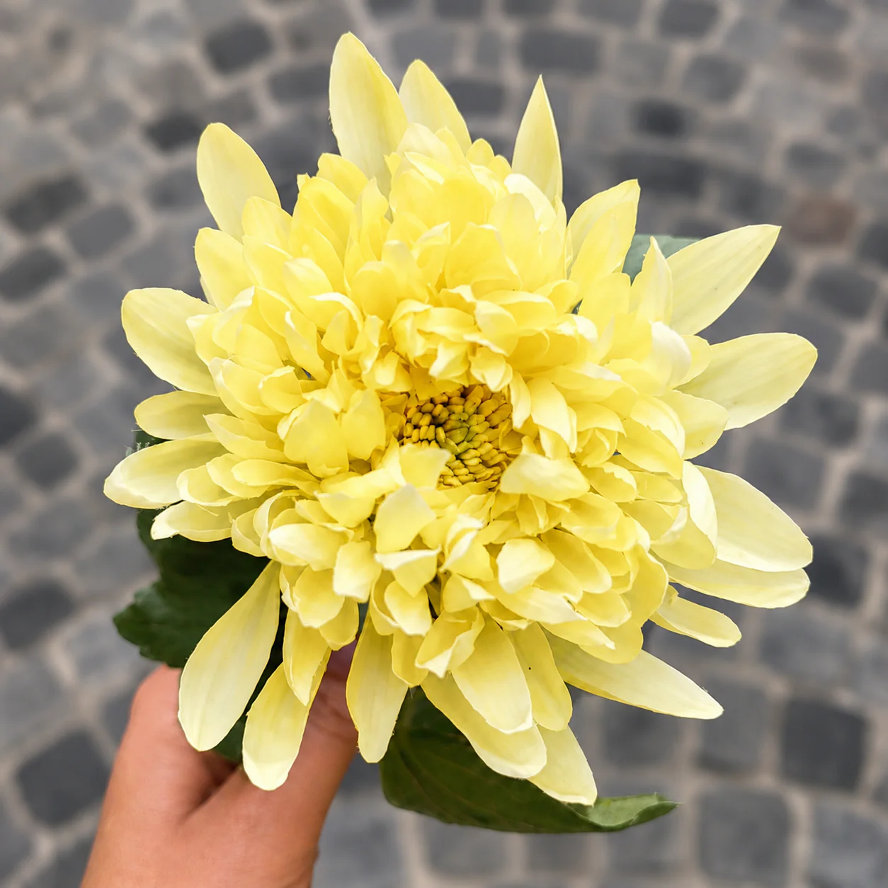 Tige de Chrysanthème Mum - Image 3