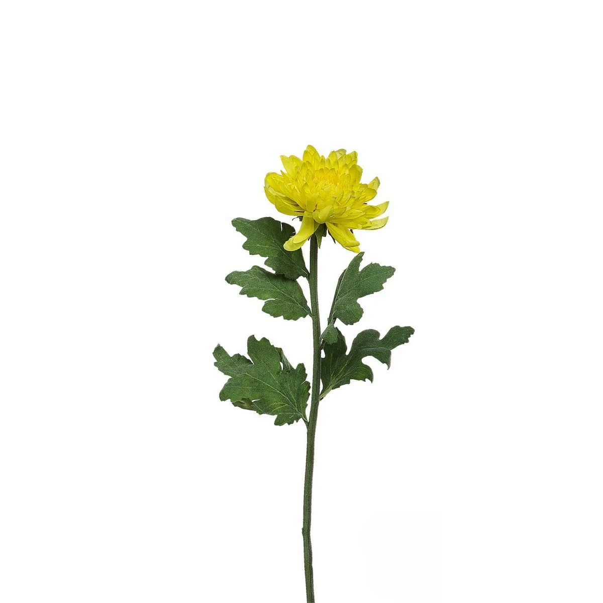 Tige de Chrysanthème Mum - Image 5