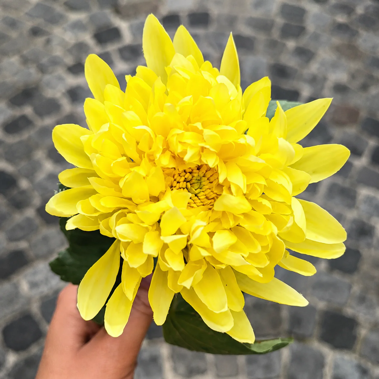 Tige de Chrysanthème Mum - Image 7