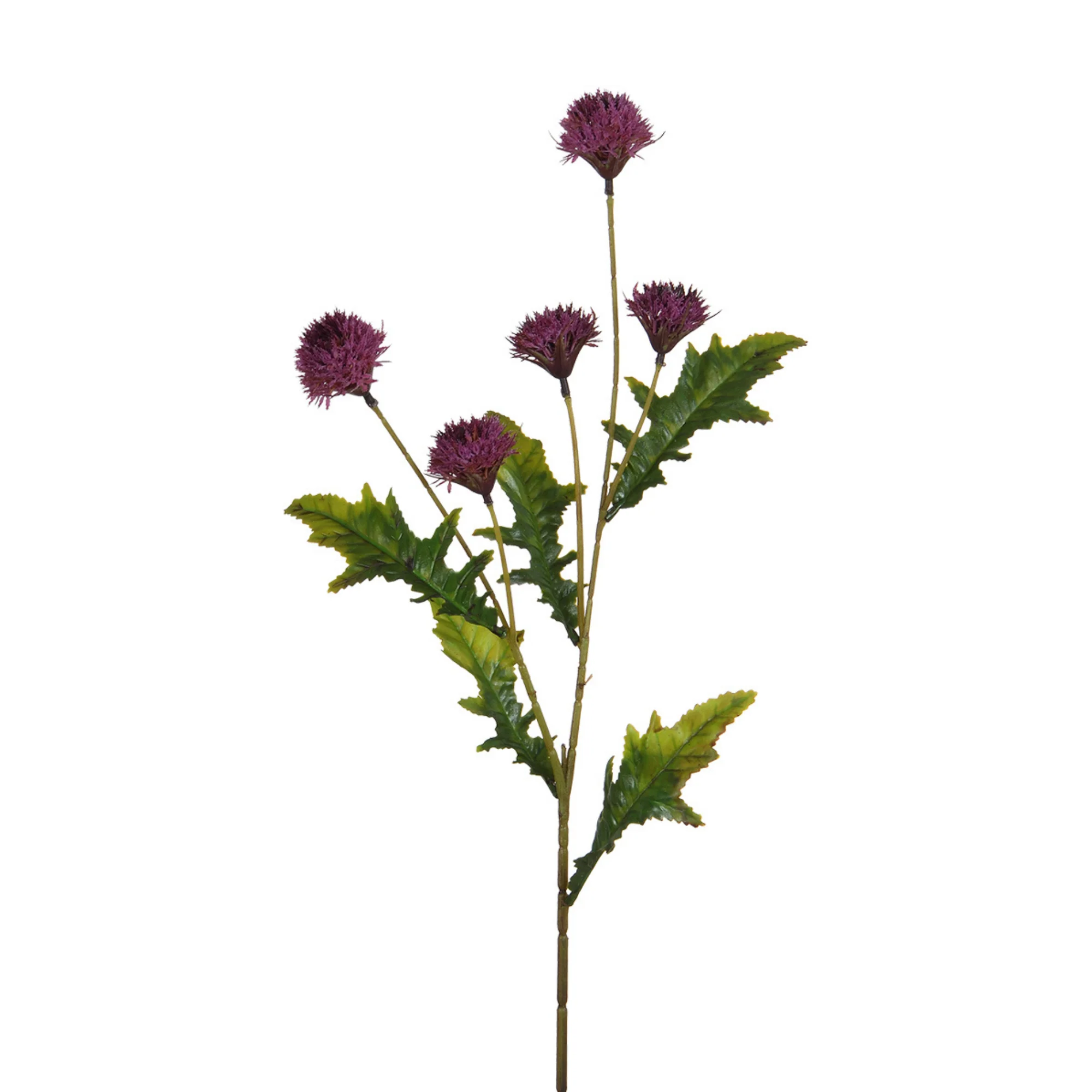 Tige de Chrysanthème Ping Pong 62 cm - Image 11