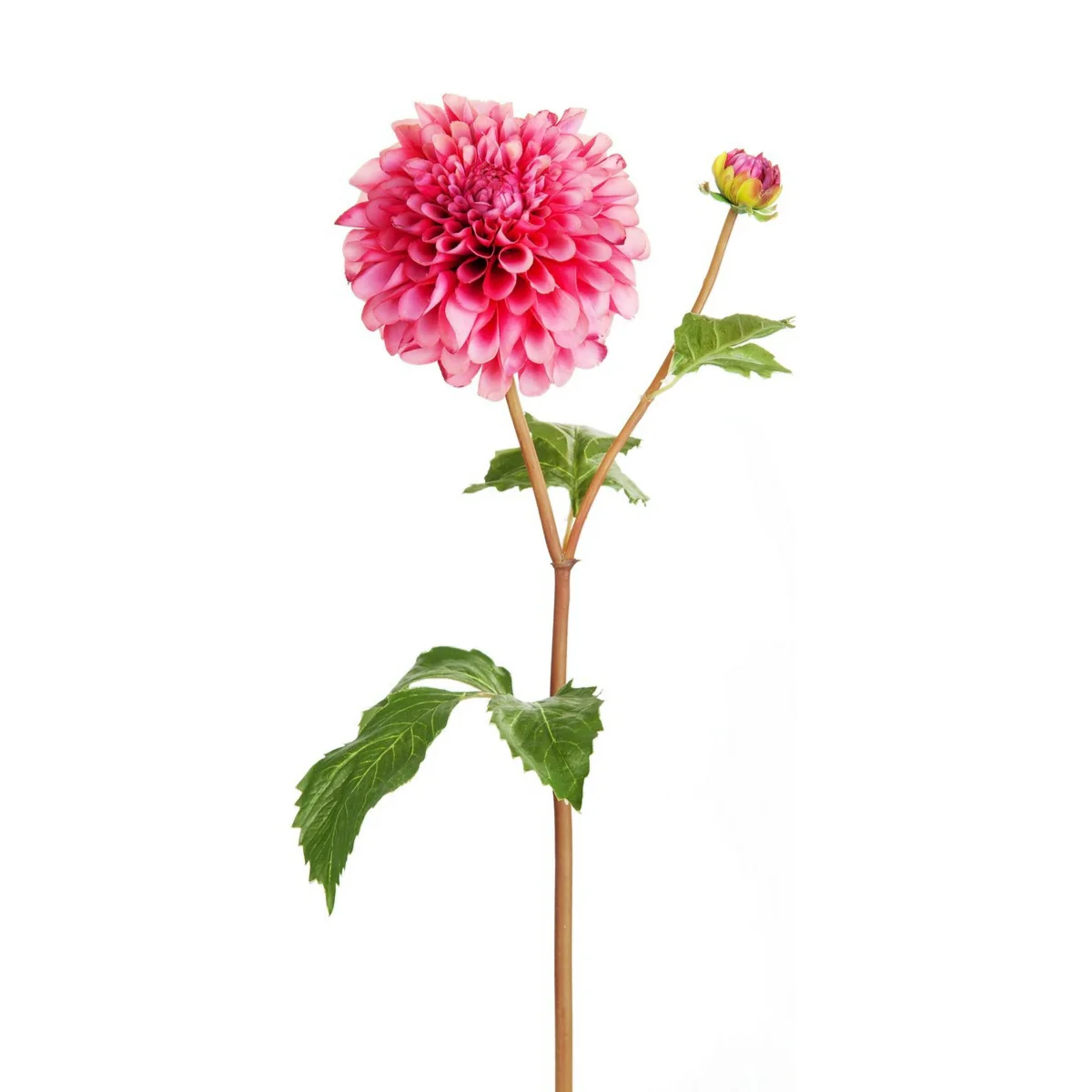 Tige de Dahlia avec bourgeon - Image 4