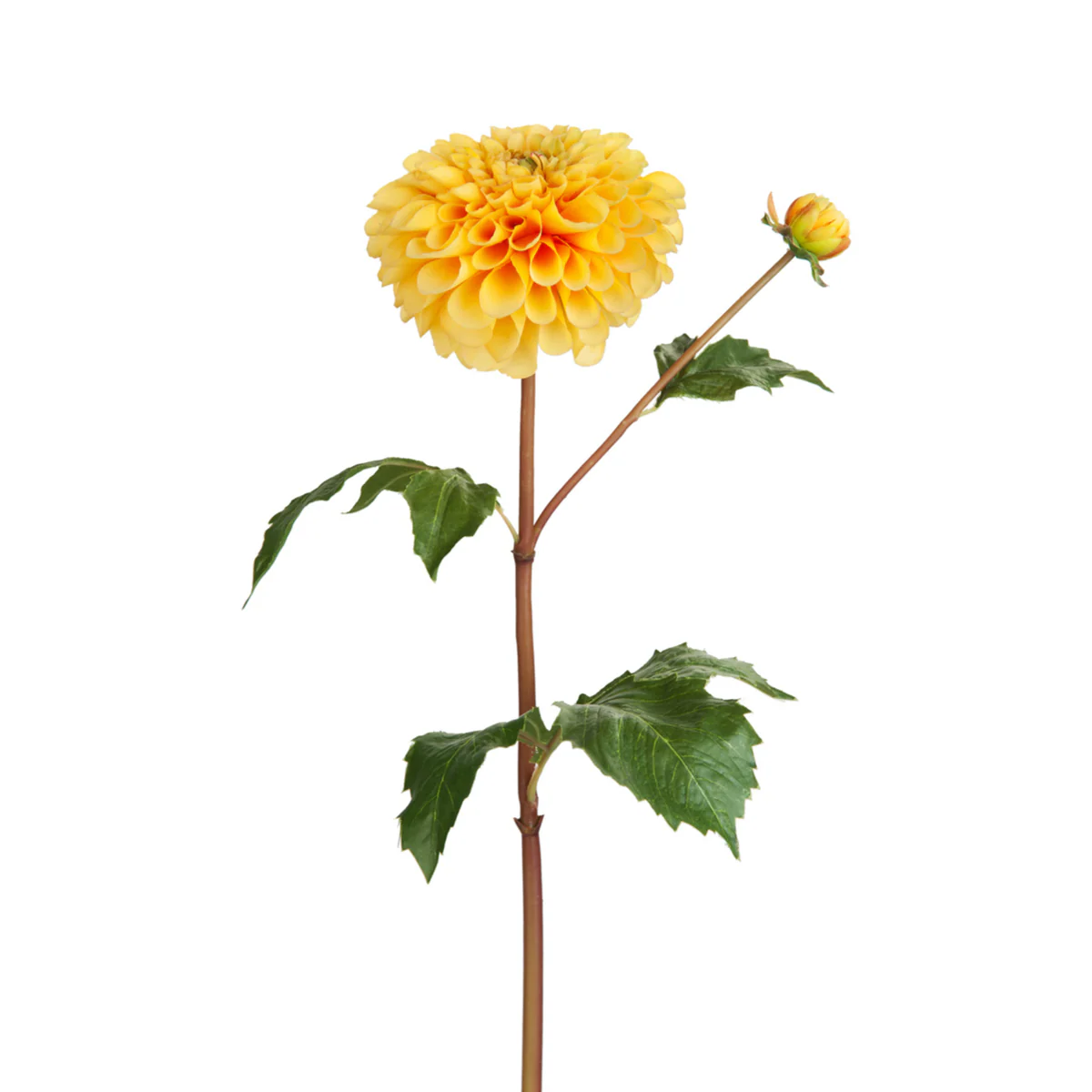 Tige de Dahlia avec bourgeon - Image 6