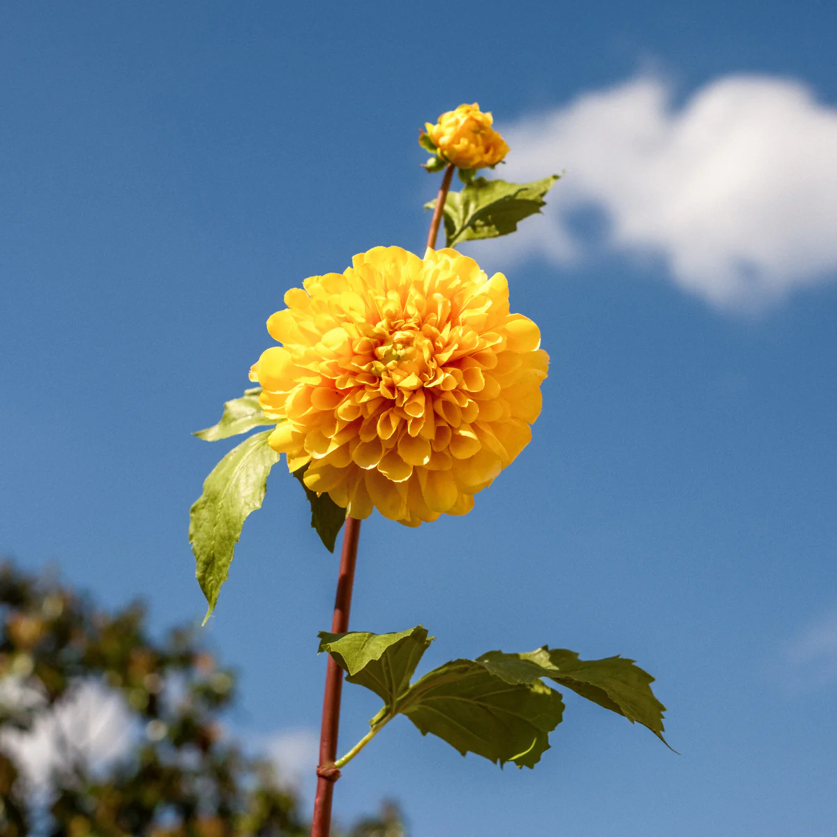 Tige de Dahlia avec bourgeon - Image 7