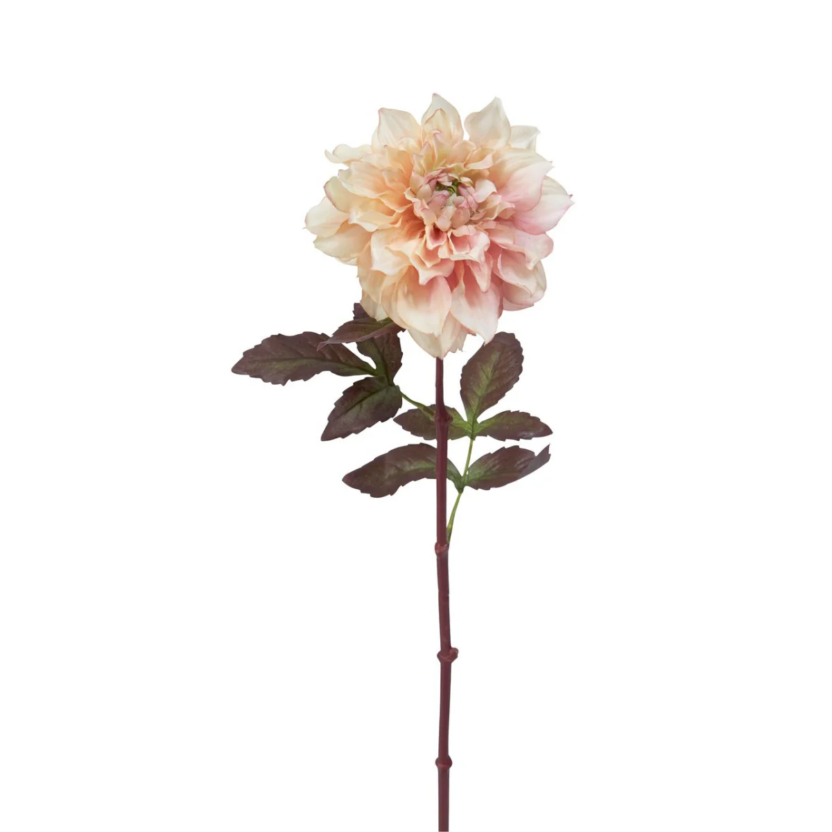 Tige de Dahlia Mayan - Image 2