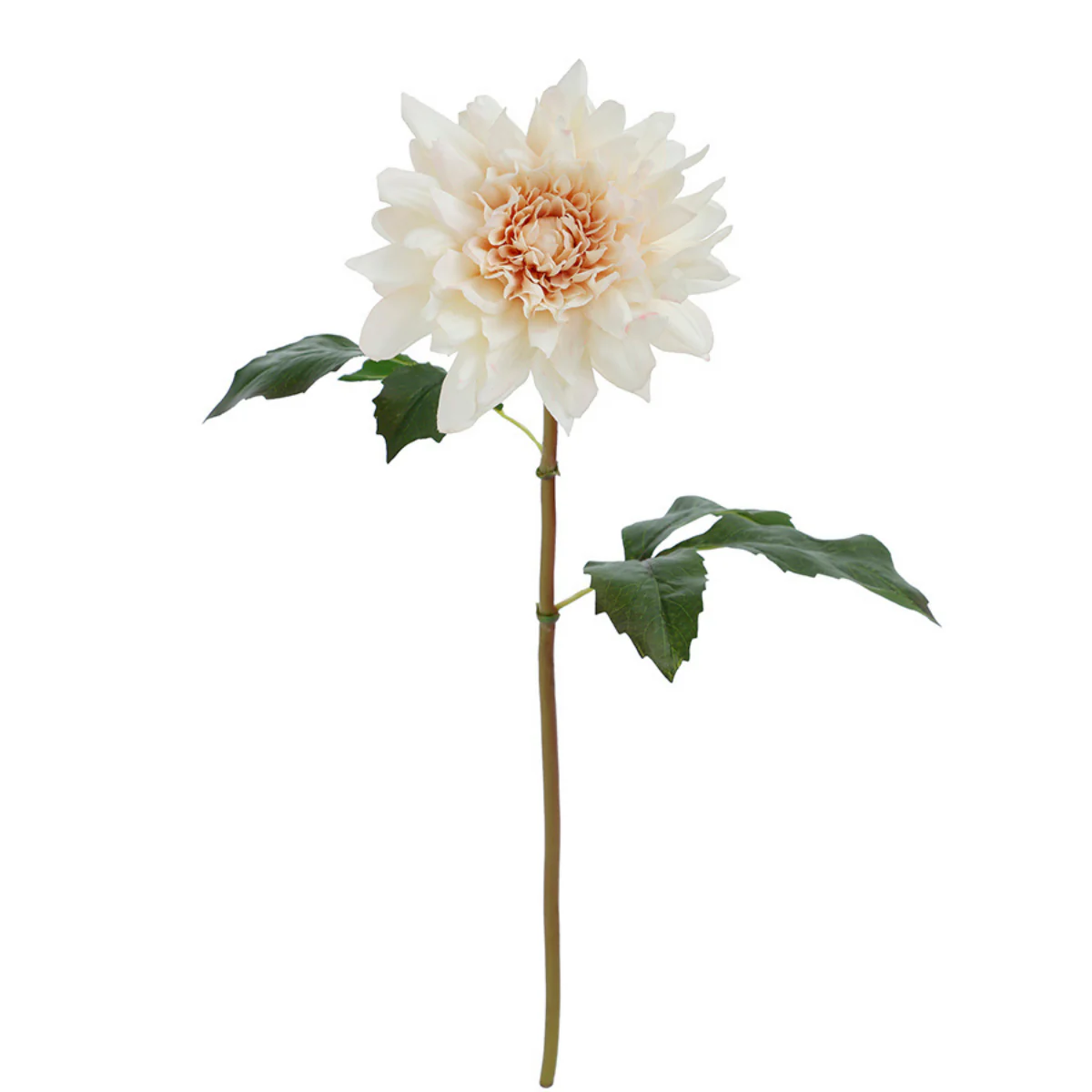Tige de Dahlia Premium 50cm - Image 12