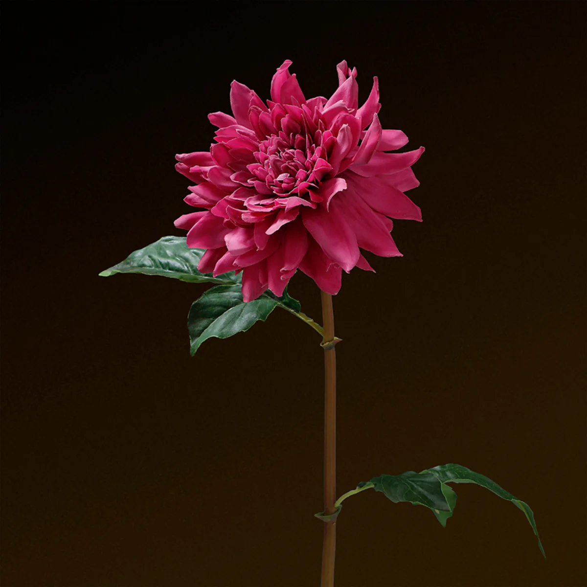 Tige de Dahlia Premium 50cm - Image 15