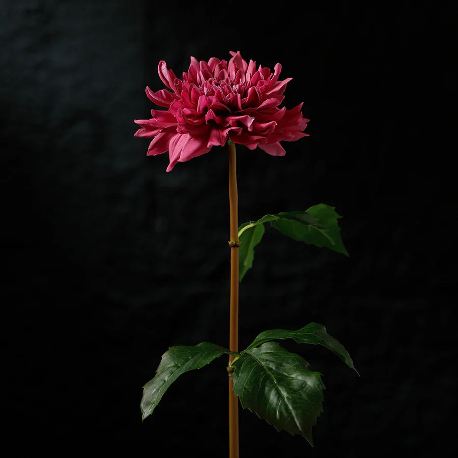 Tige de Dahlia Premium 50cm - Image 16