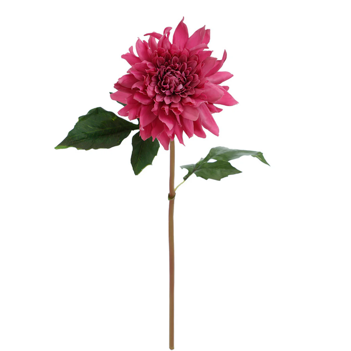Tige de Dahlia Premium 50cm - Image 19