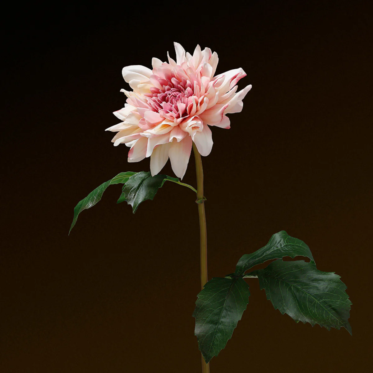 Tige de Dahlia Premium 50cm - Image 2