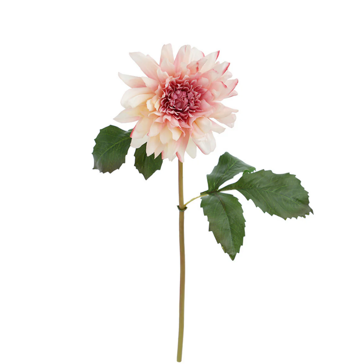 Tige de Dahlia Premium 50cm - Image 6