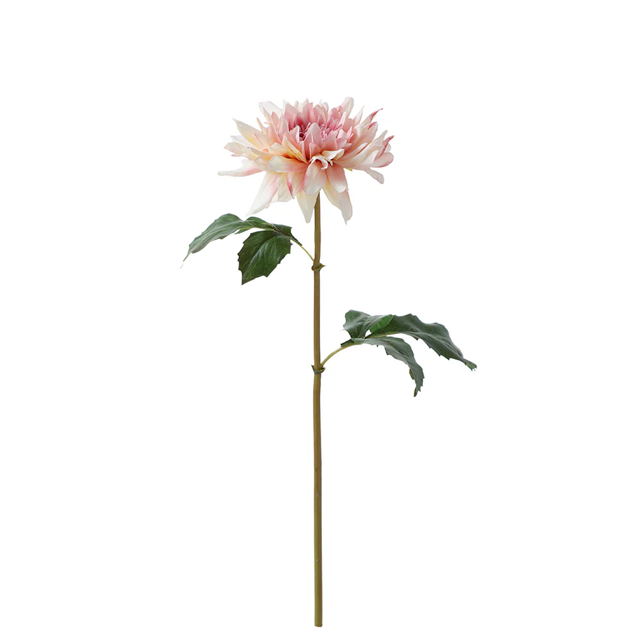 Tige de Dahlia Premium 50cm - Image 7
