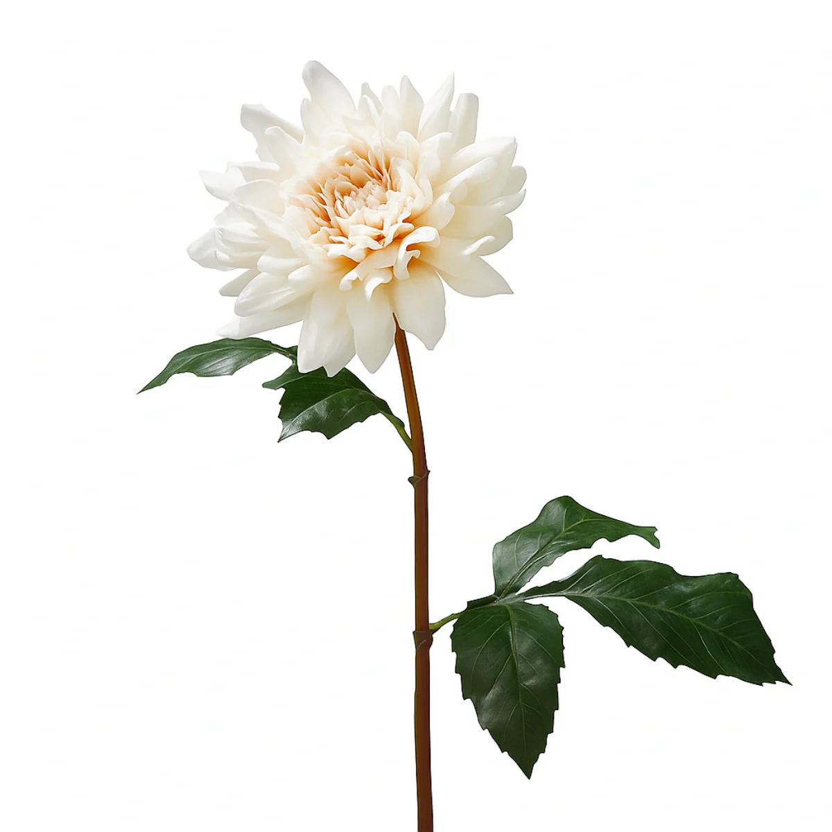 Tige de Dahlia Premium 50cm - Image 8