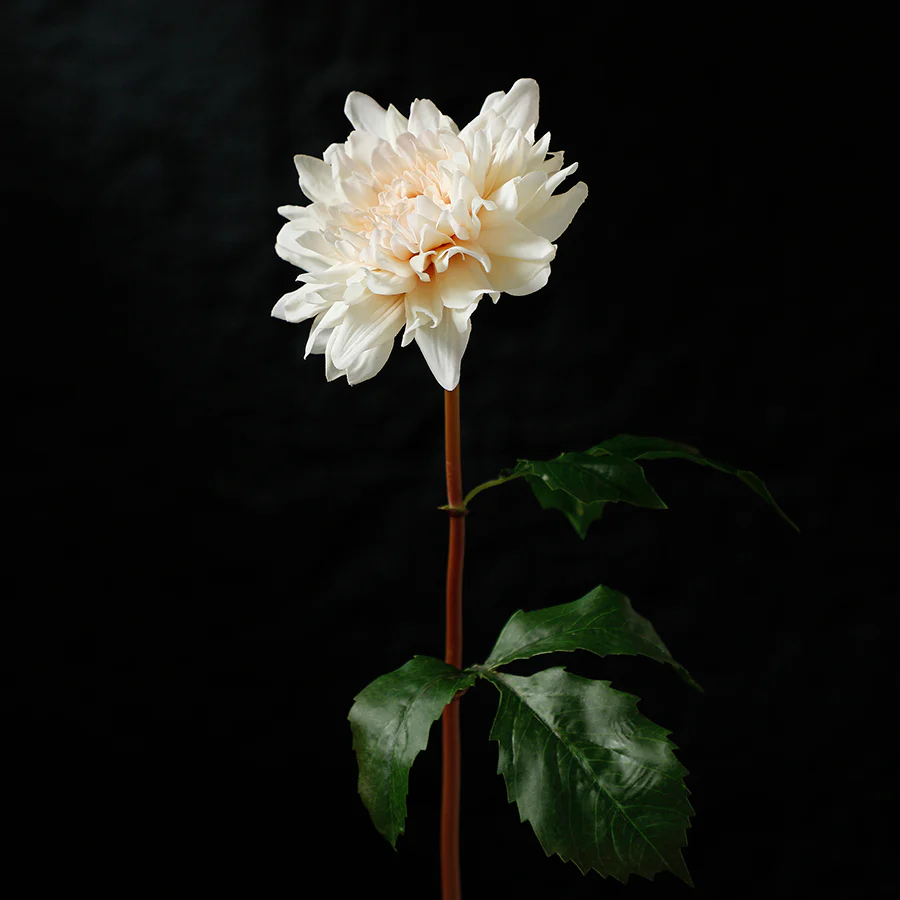 Tige de Dahlia Premium 50cm - Image 9