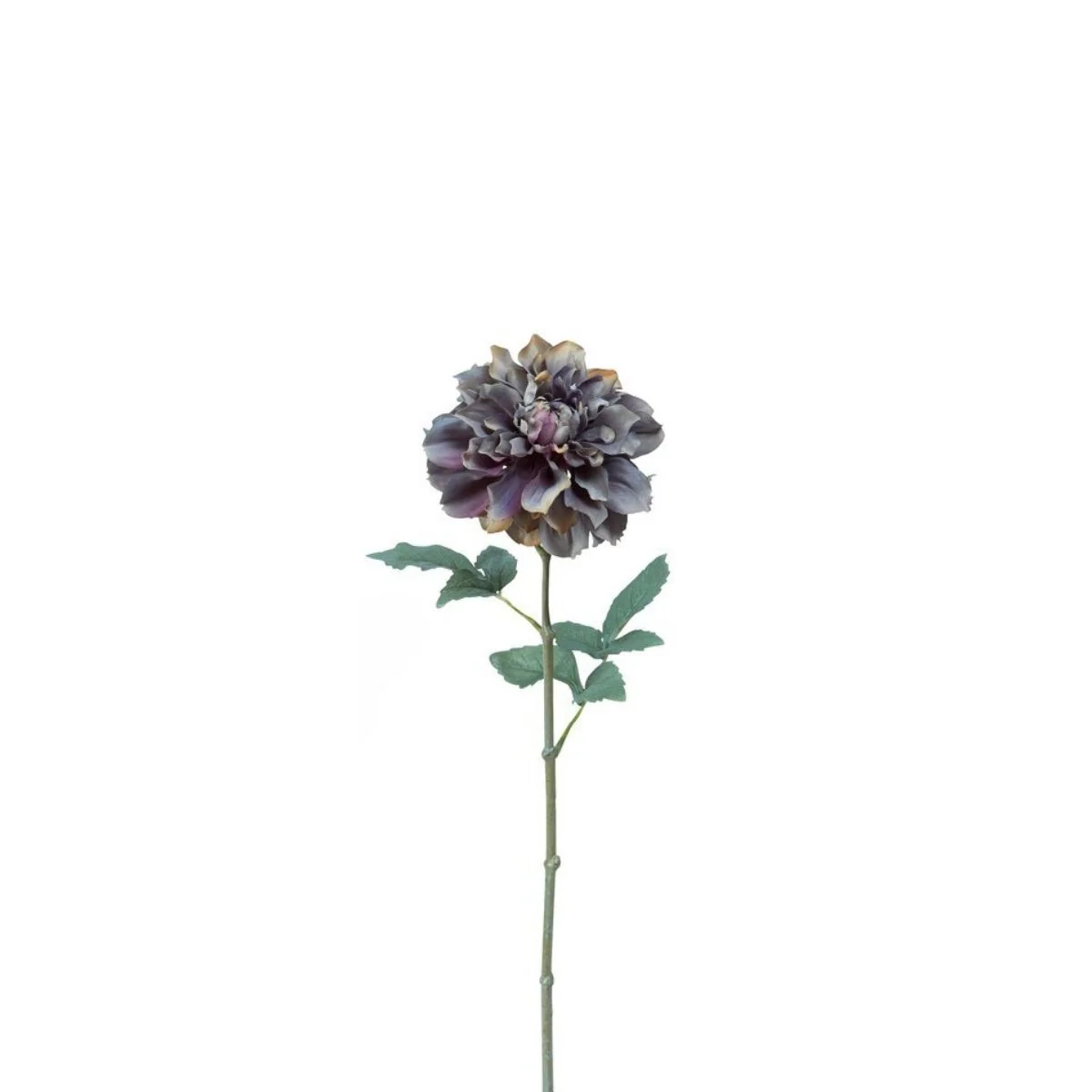 Tige de Dahlia Waterlily - Image 10